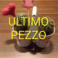 Composizione piante grasse 