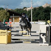 Cavalla italiana da salto 6 anni
