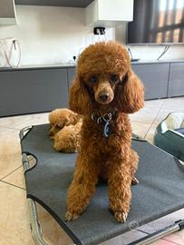 Disponibile per monta barbone toy con pedigree