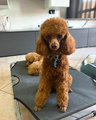 Disponibile per monta barbone toy con pedigree