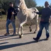 Cavallo andaluso