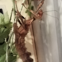 Extatosoma tiaratum o insetto foglia secca