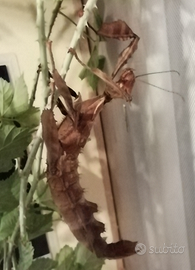 Extatosoma tiaratum o insetto foglia secca