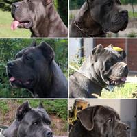 Cane corso