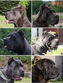 Cane corso