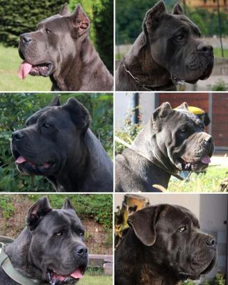 Cane corso