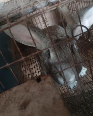 Conigli