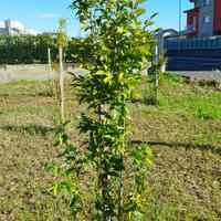 Carpino bianco in vaso