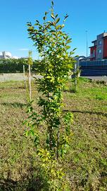 Carpino bianco in vaso