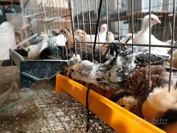 Pulcini galline polli