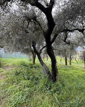Piante di ulivo