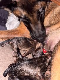 Cuccioli di Malinois