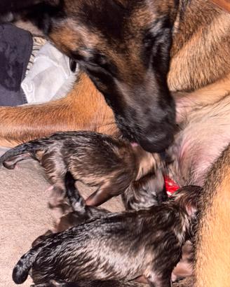 Cuccioli di Malinois