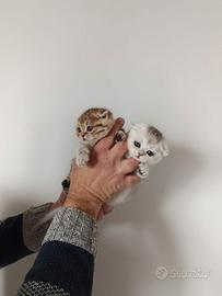 Scottish fold è straight