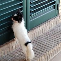 Stallone chihuahua (accoppiamento)