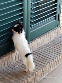 Stallone chihuahua (accoppiamento)