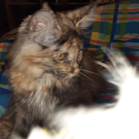 Malica Maine Coon con pedigree ANFI