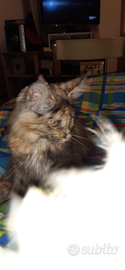 Malica Maine Coon con pedigree ANFI