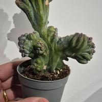 cactus pianta grassa 
