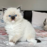 Ragdoll con pedigree