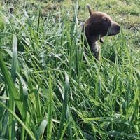 Bracco Italiano cuccioli
