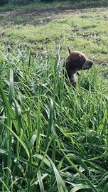 Bracco Italiano cuccioli