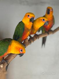 Conuro jandaya maschio 2024