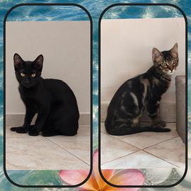 Gattini di tre mesi