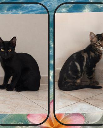 Gattini di tre mesi