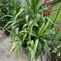 Yucca meravigliose