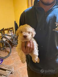 Cuccioli Lagotto romagnolo