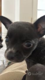 Chihuahua