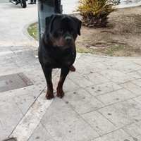 Rottweiler