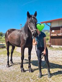 Murgese femmina di 3 anni