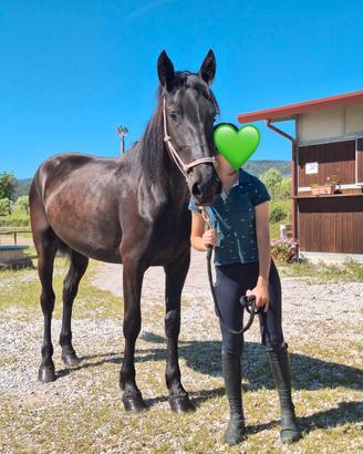 Murgese femmina di 3 anni