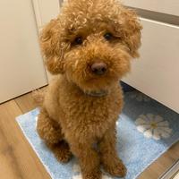 Barboncino per accoppiamento