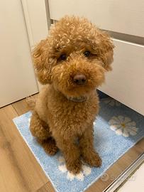 Barboncino per accoppiamento