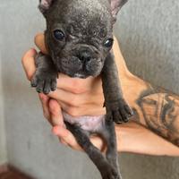 Bulldog francese blu