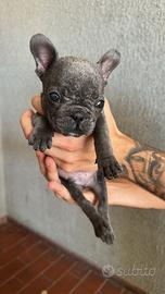 Bulldog francese blu