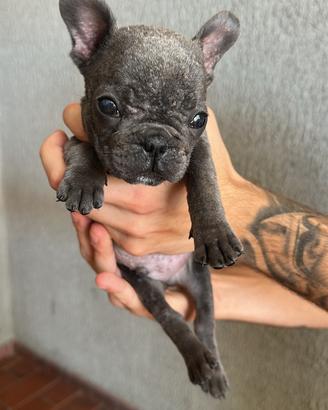 Bulldog francese blu