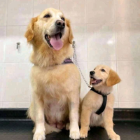 Cuccioli Golden Retriever - Linea Familiare Cresci