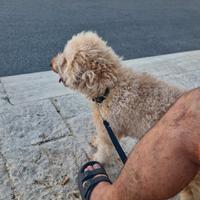 Barboncino nano 2 anni