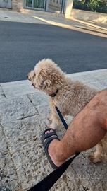 Barboncino nano 2 anni