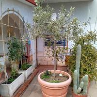 Albero di ulivo