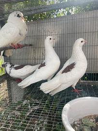 Colombe pezzate