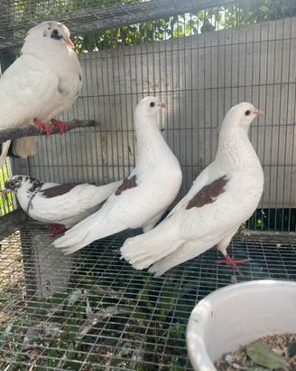 Colombe pezzate