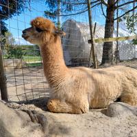 Alpaca femmine e maschio