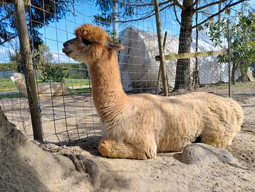 Alpaca femmine e maschio