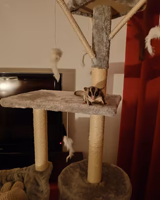 Petauri dello zucchero