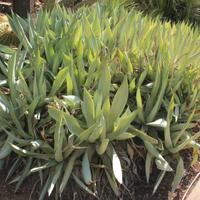 Agave celsii var. albicans